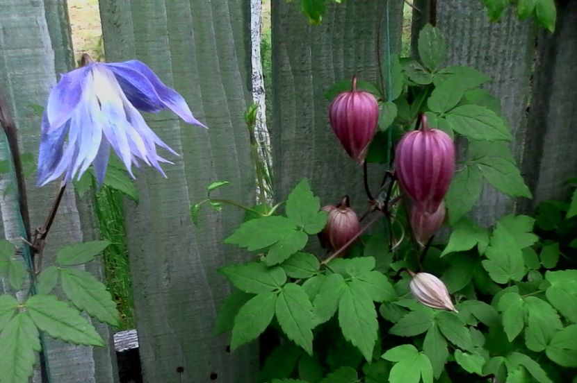  - 4Clematite2017