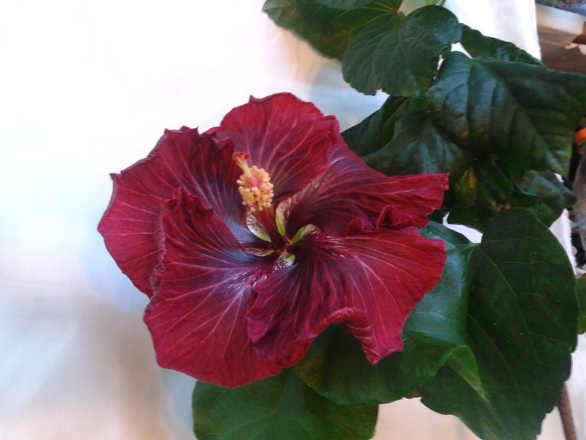 Fotografie0991_1 - HIBISCUS 2017---2018