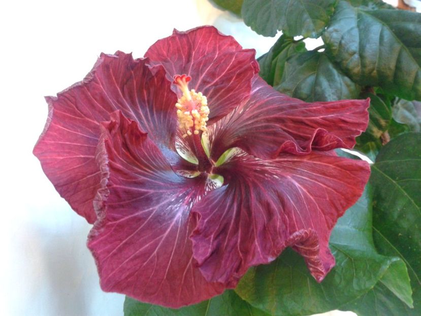 Fotografie0989_1 - HIBISCUS 2017---2018