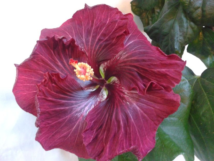 Fotografie0985_1 - HIBISCUS 2017---2018