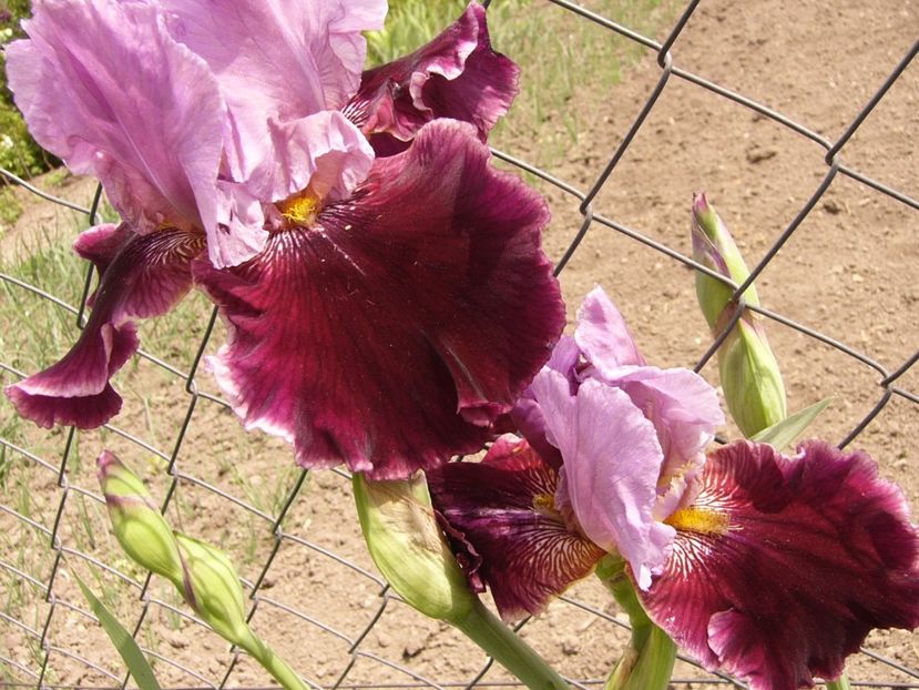 Iris Double agente - ANUL 2017 II