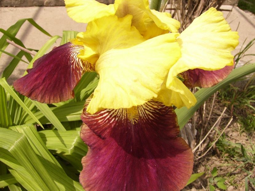 P1300769 - ANUL 2017 II