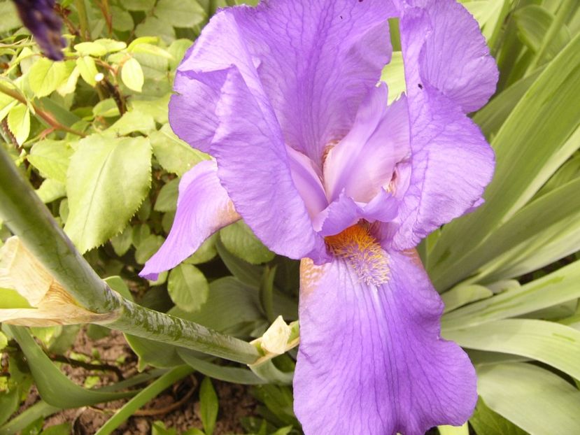 P1300789 - ANUL 2017 II