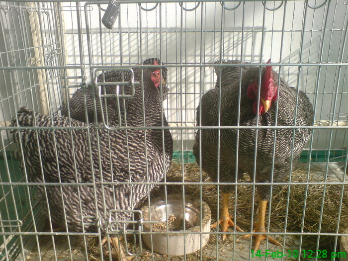 10898225_UVRHNPQBI - O- Expozitia Turda 2010