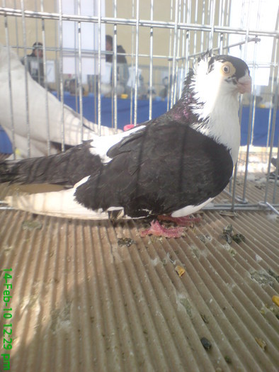10898248_ELLOHGCYF - O- Expozitia Turda 2010