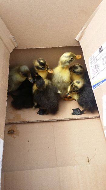  - RATE INDIENE ALERGATOARE