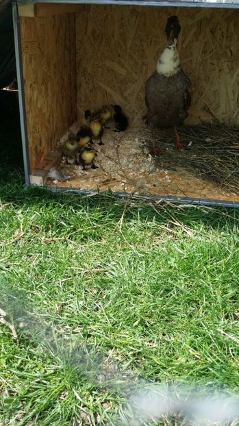 rate indiene alergatoare - RATE INDIENE ALERGATOARE