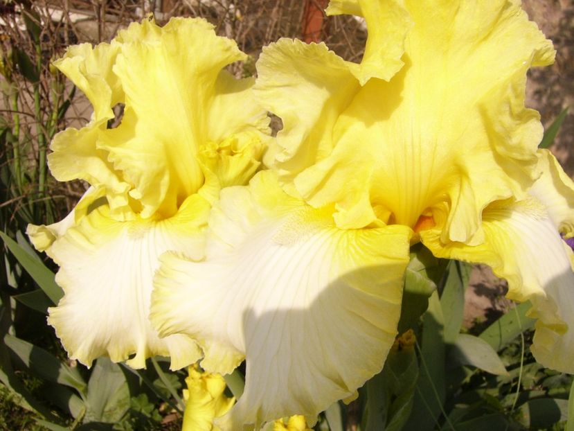 P1310139 - ANUL 2017 II