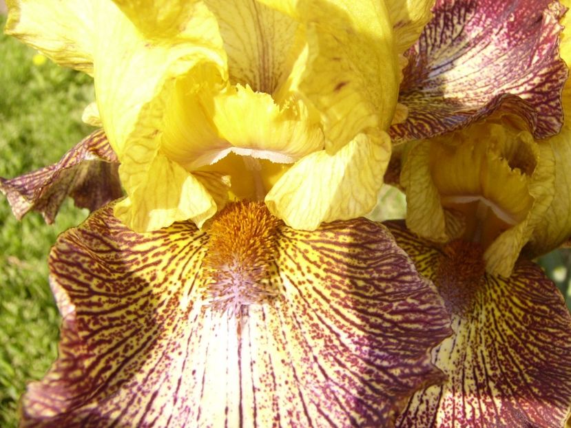 P1310147 - ANUL 2017 II