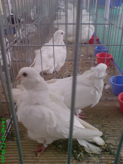 10898344_JLDBIJVND - O- Expozitia Turda 2010
