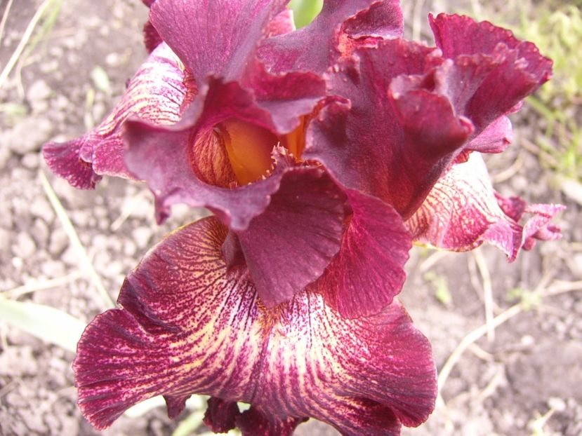 P1310189 - ANUL 2017 II