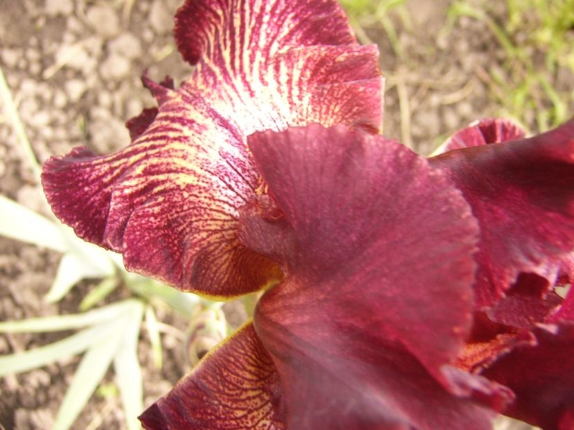 P1310196 - ANUL 2017 II