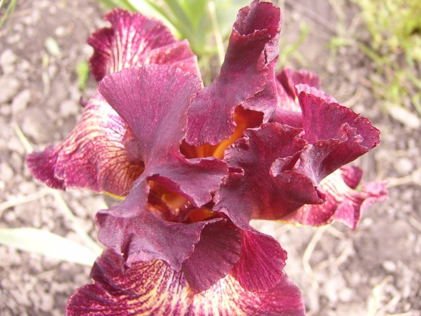 P1310197 - ANUL 2017 II