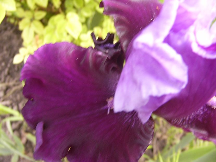 P1310199 - ANUL 2017 II