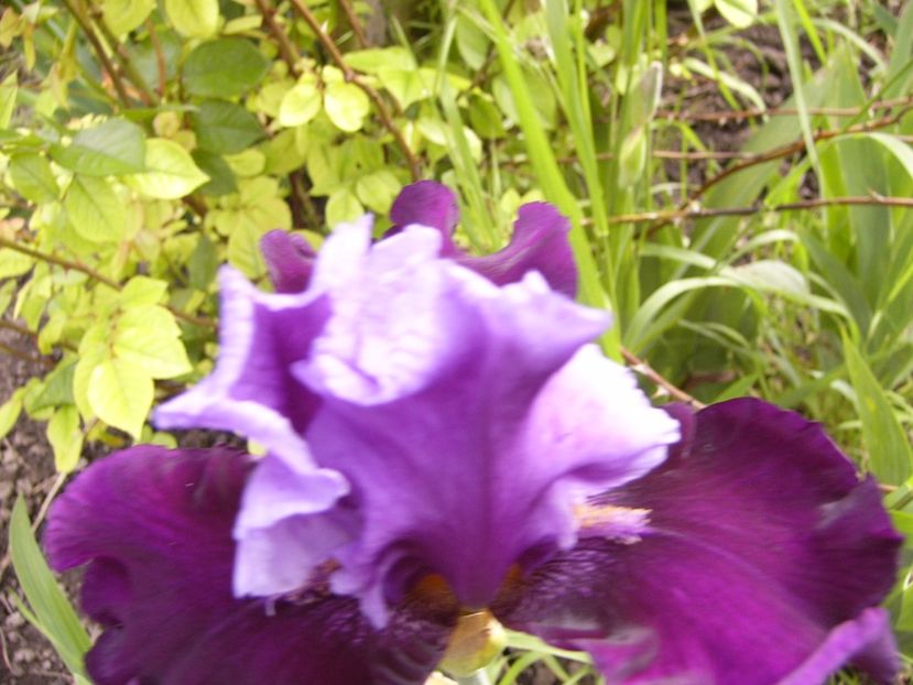 P1310200 - ANUL 2017 II