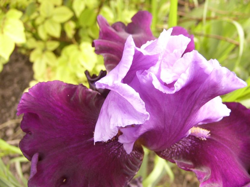 P1310202 - ANUL 2017 II