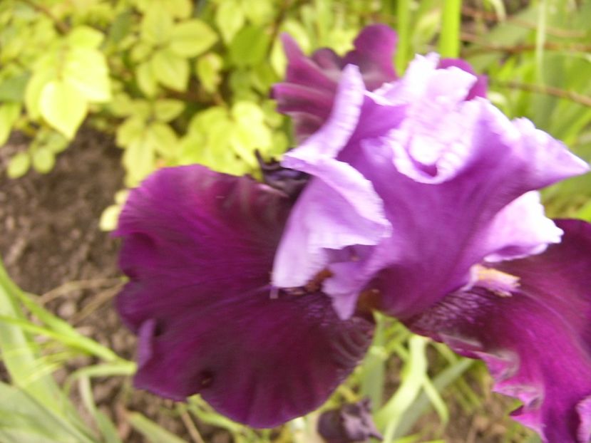 P1310203 - ANUL 2017 II