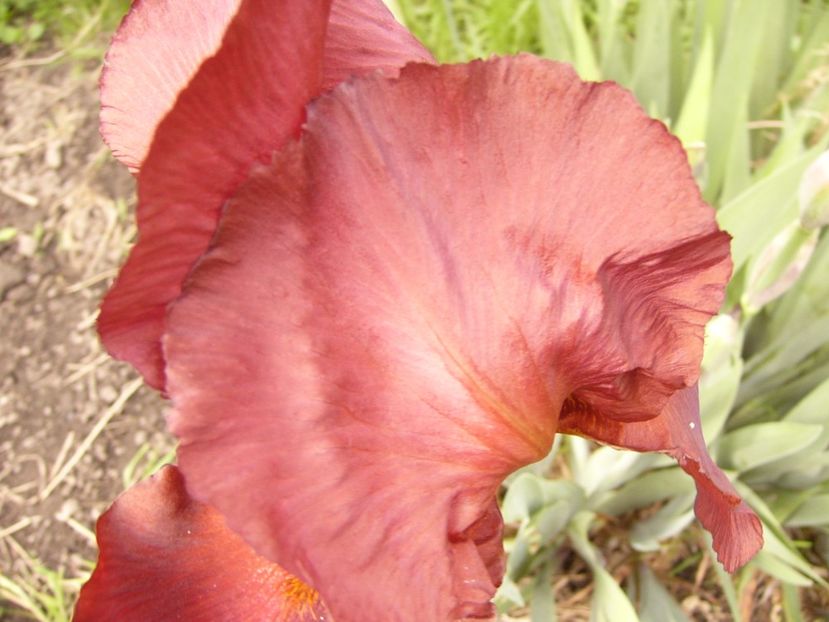 P1310205 - ANUL 2017 II