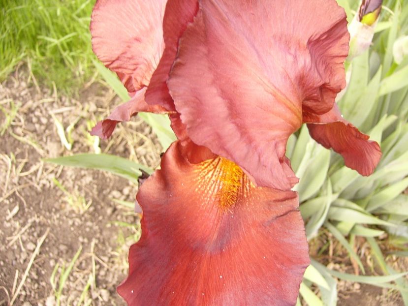 P1310206 - ANUL 2017 II