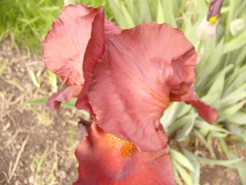 P1310207 - ANUL 2017 II