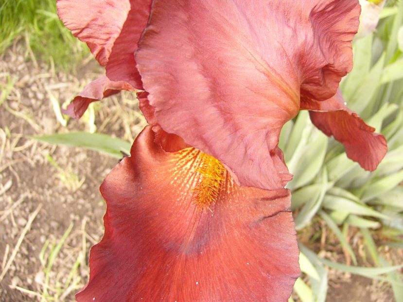 P1310208 - ANUL 2017 II