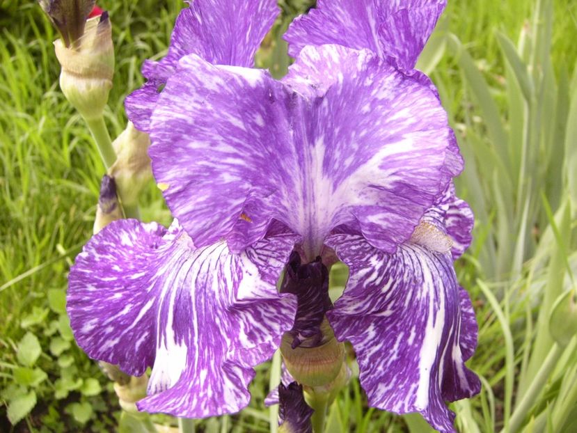 P1310216 - ANUL 2017 II