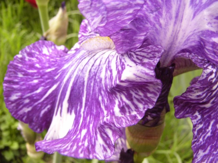 P1310219 - ANUL 2017 II