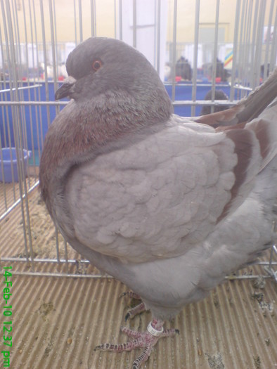 10898392_UPRGJROXJ - O- Expozitia Turda 2010