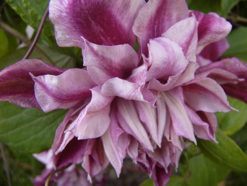 Clematis Veronica Choice,s - ANUL 2017 III