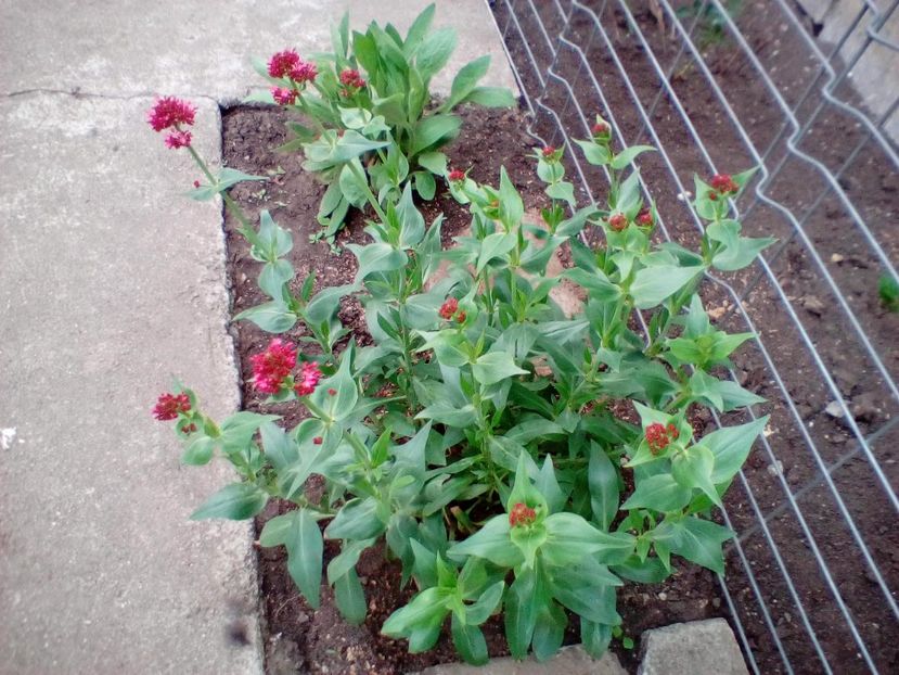  - Centranthus ruber red