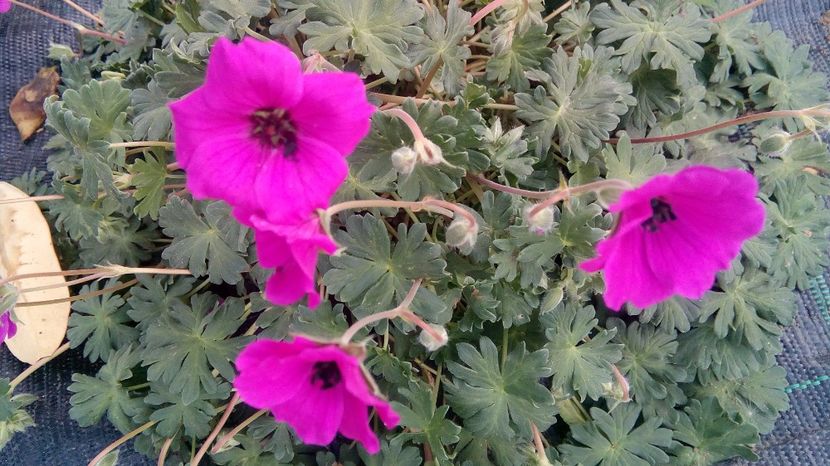  - Phlox si alte perene