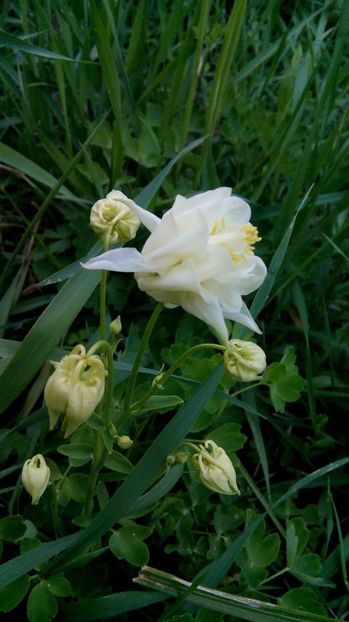  - Phlox si alte perene