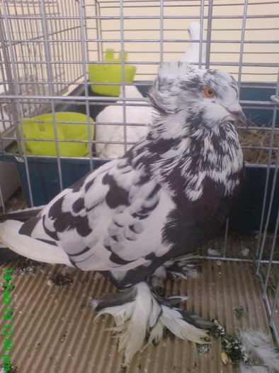 10898437_NXTDRZAEN