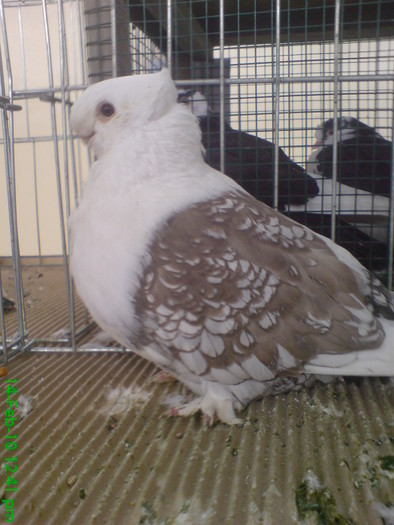 10898443_HBSIAYQCG