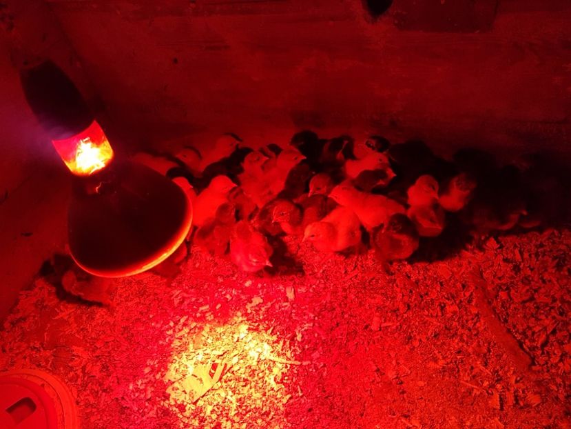 seria Aprilie 2017 - 001 Producție 2017