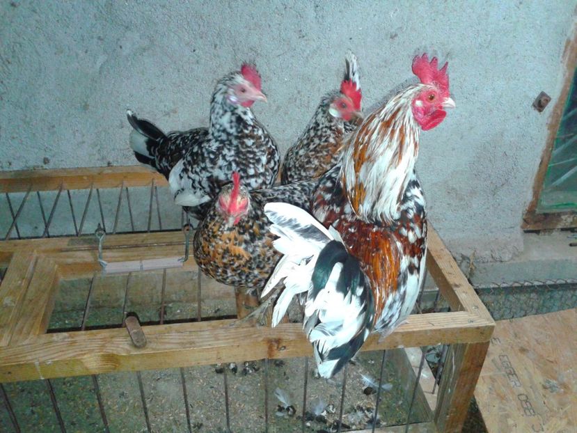 Fotografie-1410 - Gainusi pitici