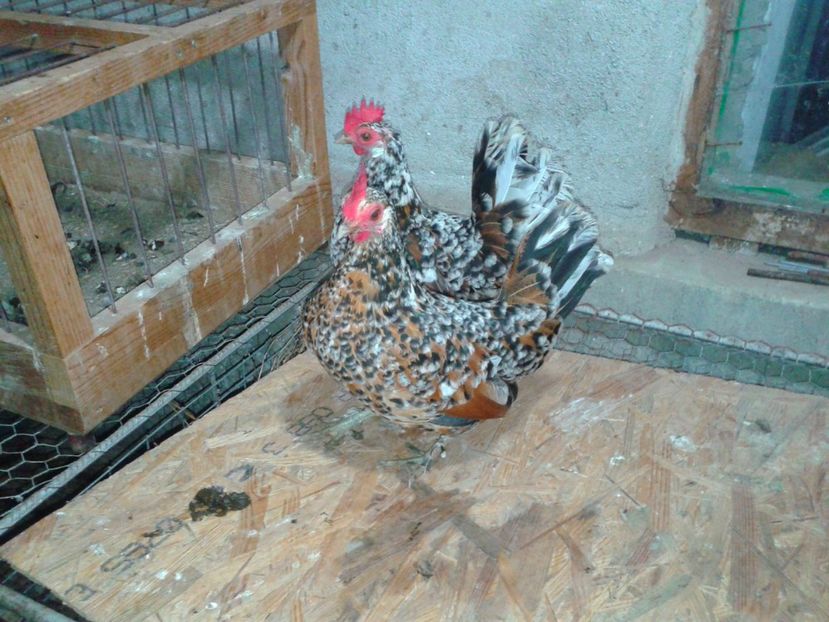 Fotografie-1412 - Gainusi pitici