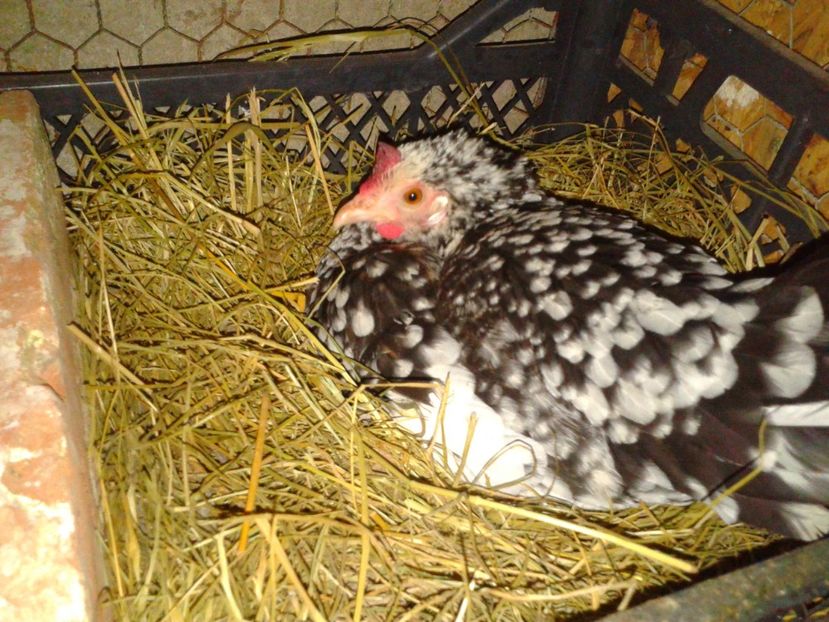 Fotografie-1415 - Gainusi pitici