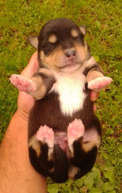  - AAAAAAAAA__DIVA_OSMI URMASUL LUI OSMAN IN MEMORIAM