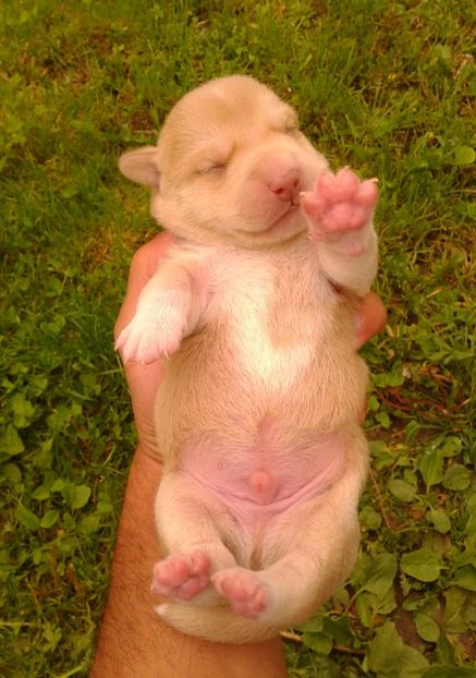  - AAAAAAAAA__DIVA_OSMI URMASUL LUI OSMAN IN MEMORIAM