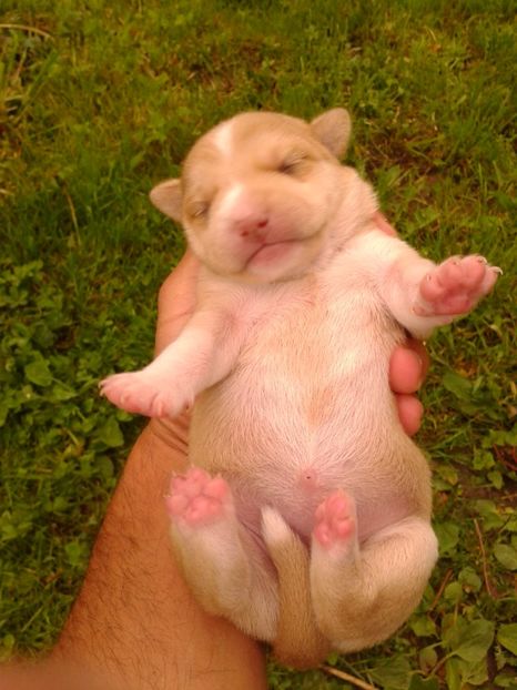 Fotografie0535 - AAAAAAAAA__DIVA_OSMI URMASUL LUI OSMAN IN MEMORIAM