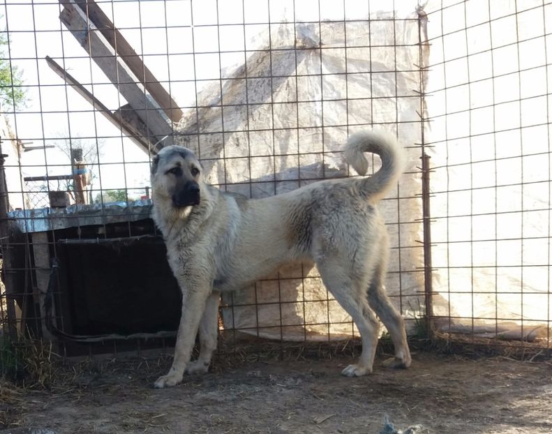  - Kangal