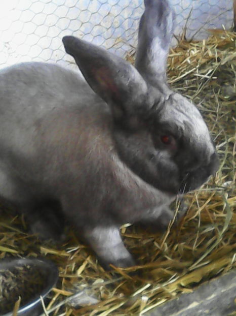  - Pereche Iepuri Secuiesti maturi de vanzare