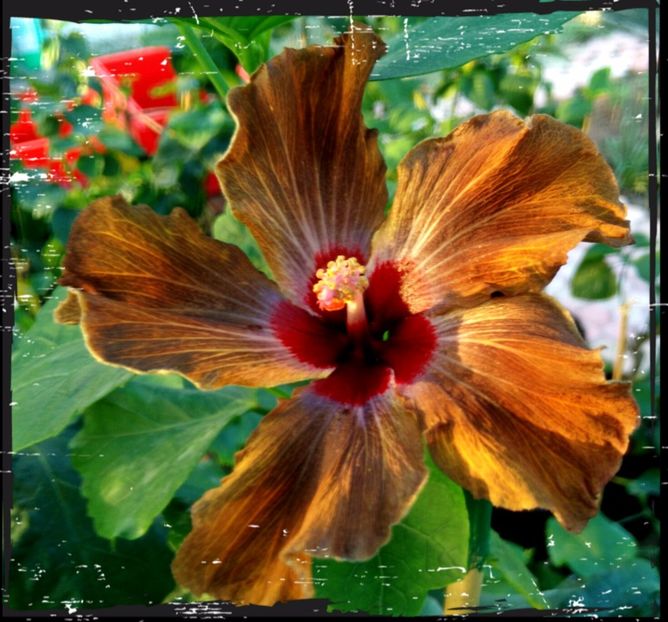  - DPs Black Revolution