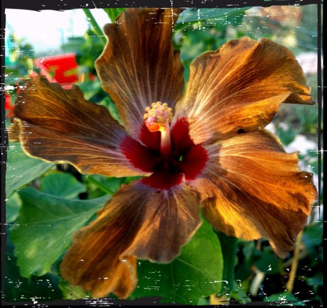  - DPs Black Revolution