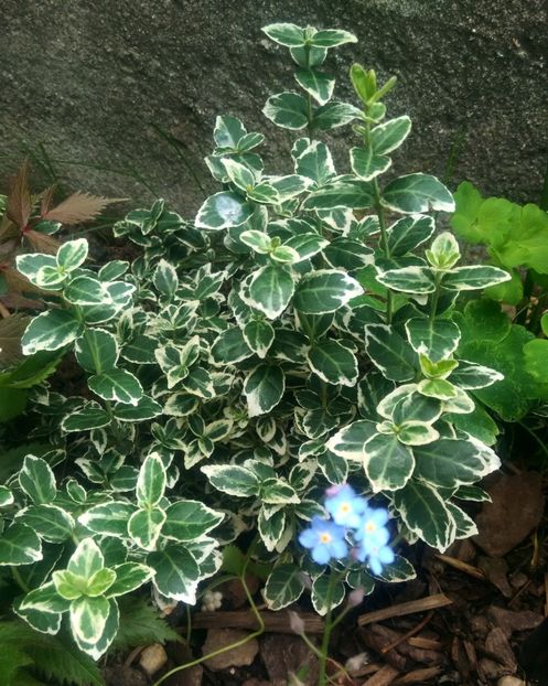 Euonymus fortunei 'Emerald Gaiety' acoperitor de sol - GRADINA 2017