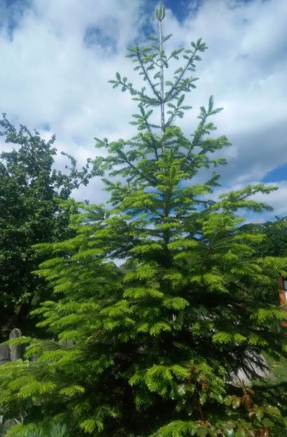  - GRADINA 2017