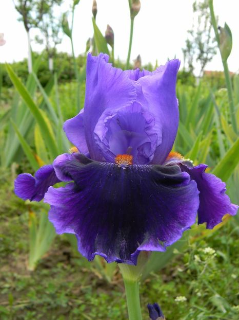 Instant magique - xx Colectie irisi