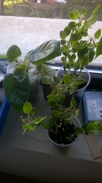 Multumesc Valentina33,au ajuns in stare perfecta. - Achiziti sunphoto