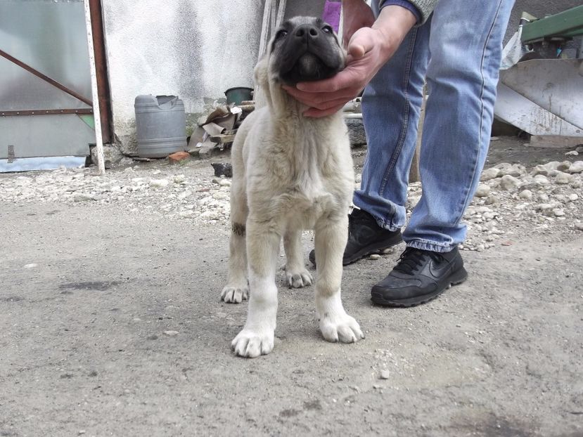 Mascul kangal la 10 saptamani - CATEI KANGAL DE VANZARE